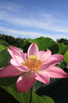 A Pink Lotus Under Blue Sky Royalty Free Stock Photo
