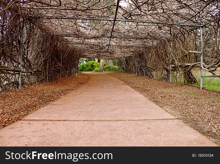 A vine covered tunnel winds along a walkway in winter. There is life at the end of the tunnel!. A vine covered tunnel winds along a walkway in winter. There is life at the end of the tunnel!