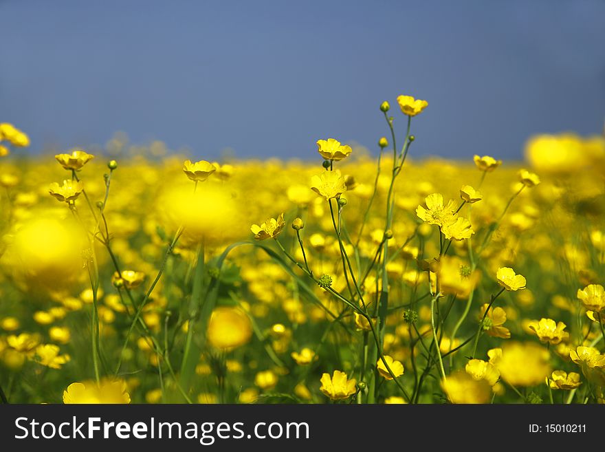 Yellow field flowers waving in the wind