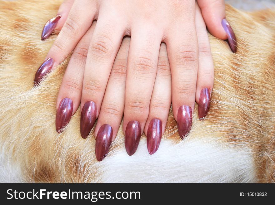Woman hands on cat fur background.