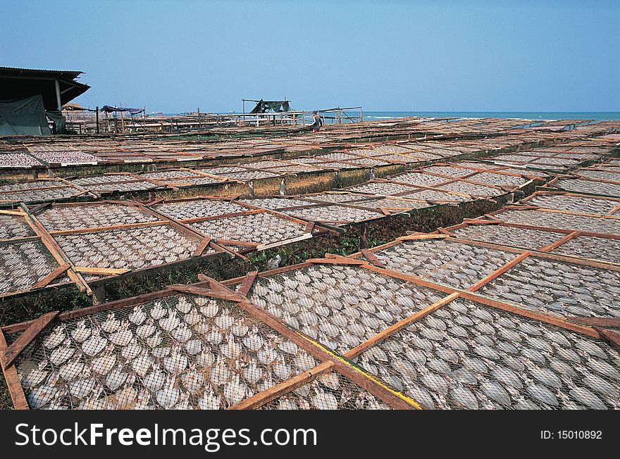 Dried Squid