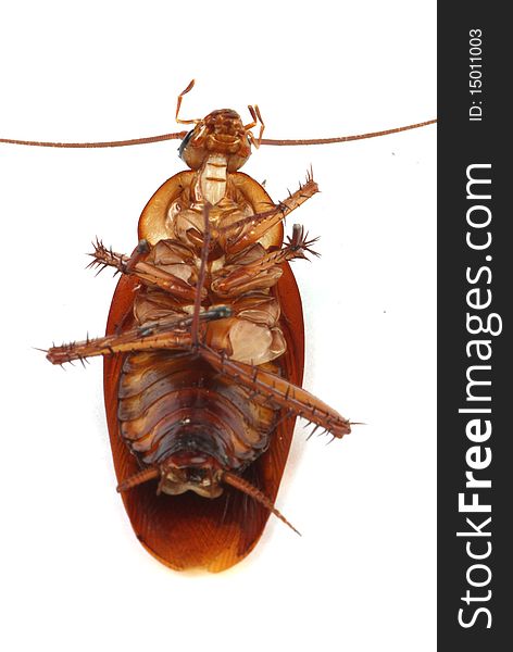 Cockroach