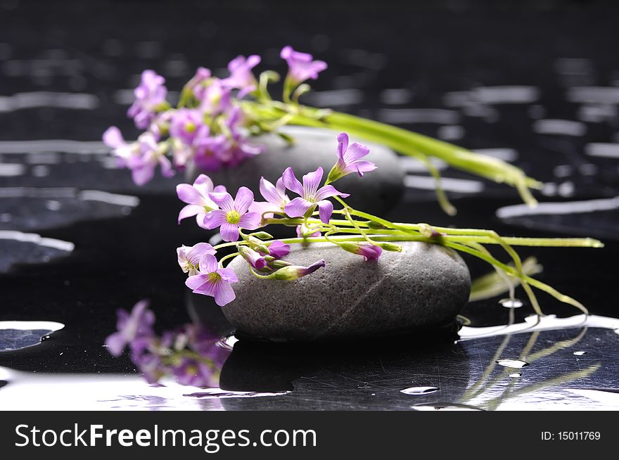 Still life with flower on black pebble