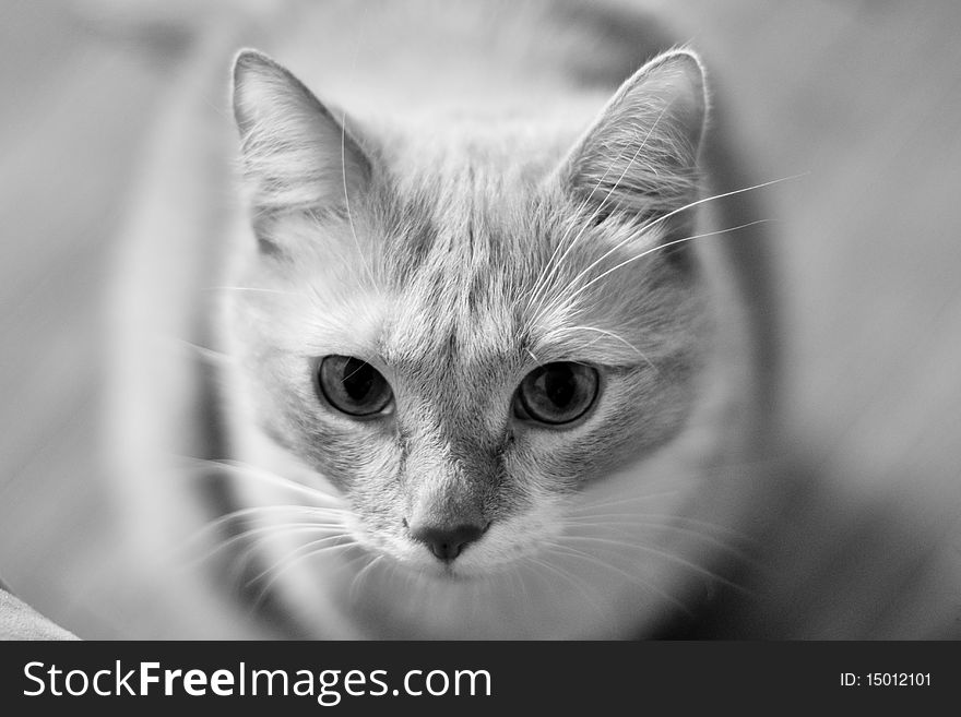 In a photo there is grayscale cat