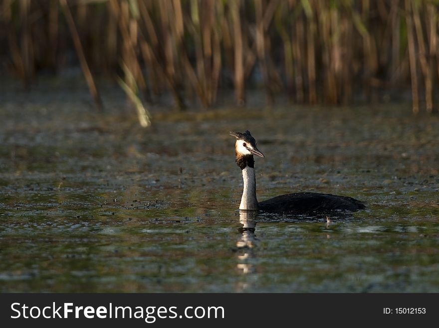 Great Crested Grebe swiming on water