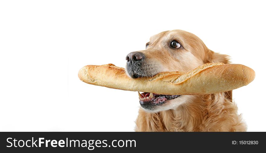 Golden retriever holding bread on white background. Golden retriever holding bread on white background