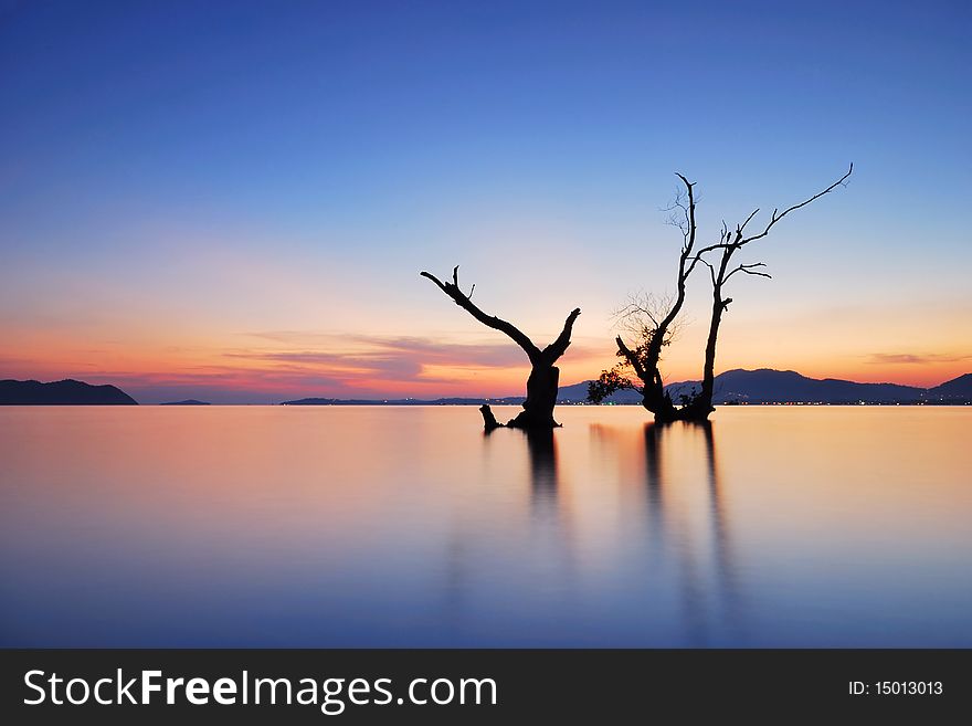 Tree Water Scape