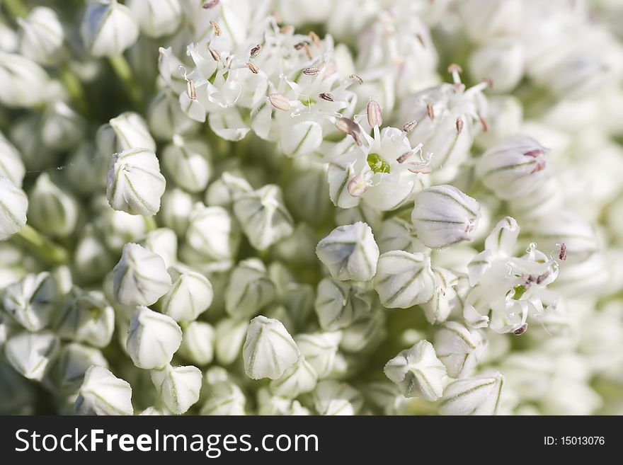 Macro of group white garlic flower in full frame