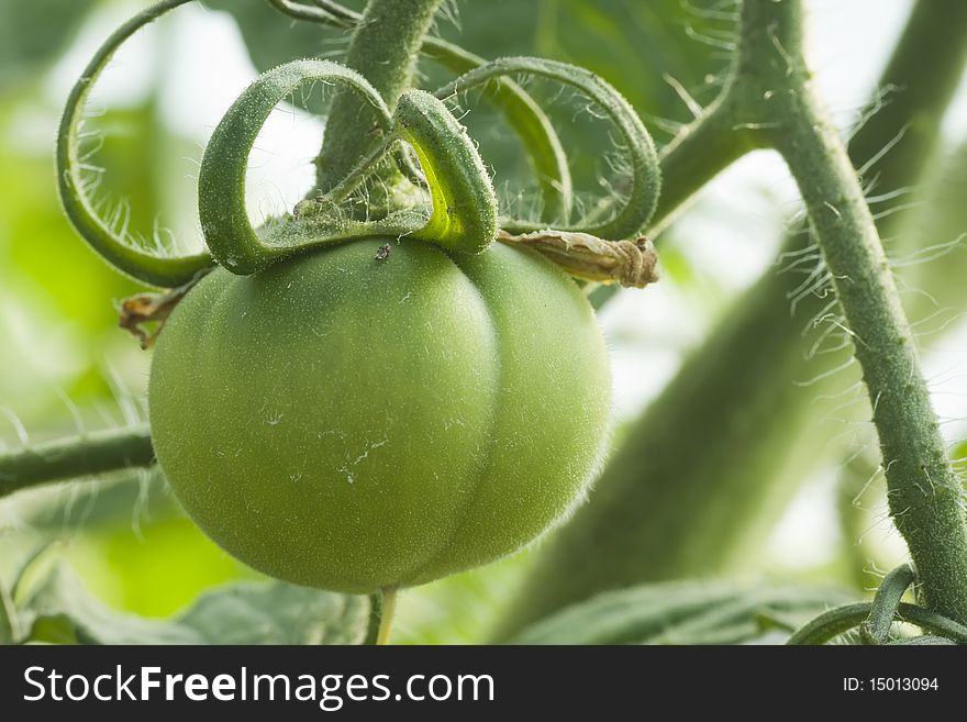 Green Tomato