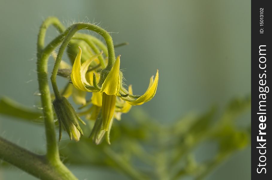 Macro of yellow tomato flower bunch in greenhouse