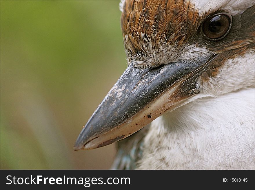 A close up photograph of a kookaburra. Beak, eye and feathers. A close up photograph of a kookaburra. Beak, eye and feathers.