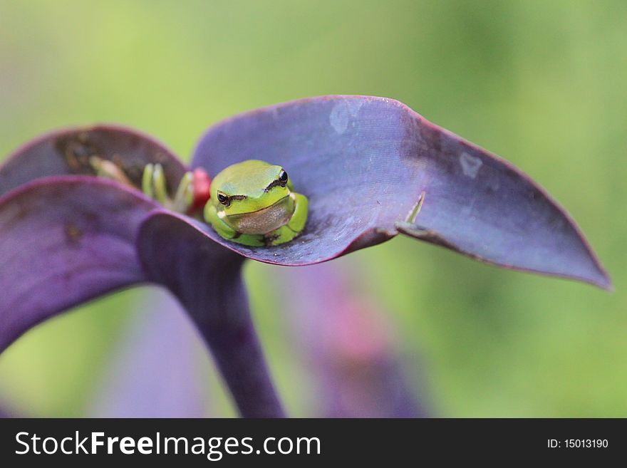 Small green frog sits in a purple plant with small flower. Small green frog sits in a purple plant with small flower.