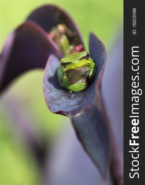 A dwarf green tree frog sits it out on a purple flower. A dwarf green tree frog sits it out on a purple flower.