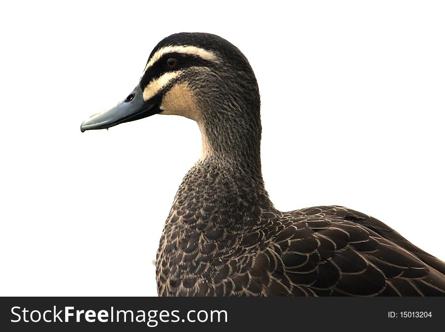 A duck in sharp detail with a white background. A duck in sharp detail with a white background
