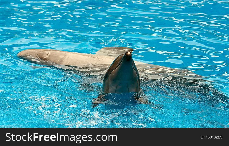 A couple of dolfins in pool. A couple of dolfins in pool