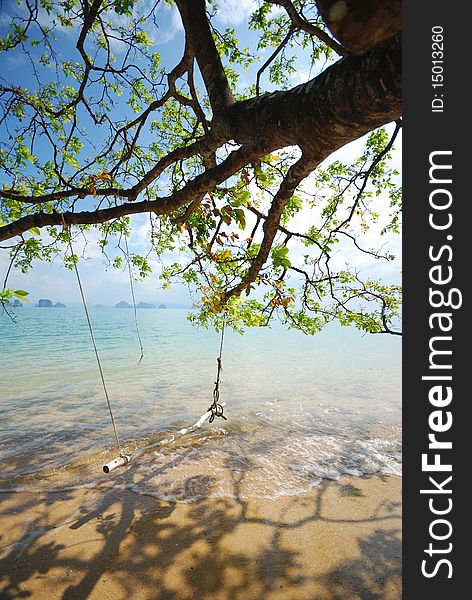 trees on the beach