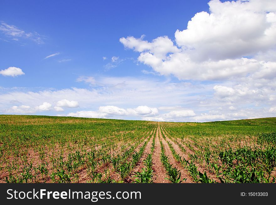 Belorussian landscape blue cloudy sky and green corn field. Belorussian landscape blue cloudy sky and green corn field
