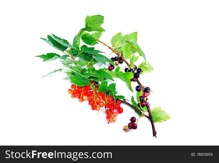 Twigs of red and black-currant isolated on white