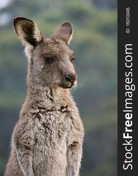 Kangaroo Concentrates