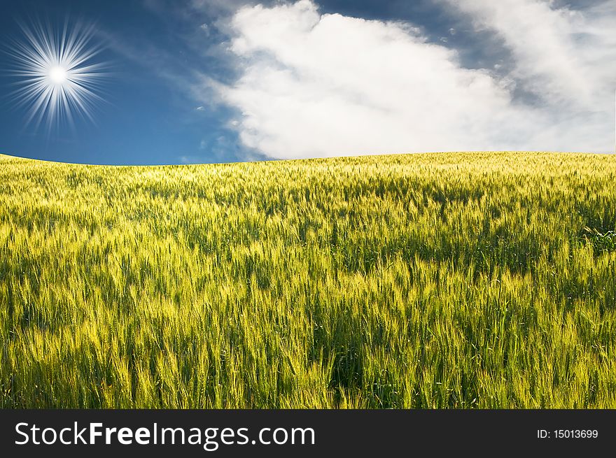 Fun sunbeams above green field of wheat. Fun sunbeams above green field of wheat.