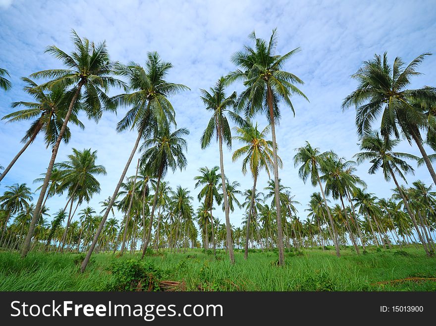 Arranged in a row, the coconut trees, green Leaves