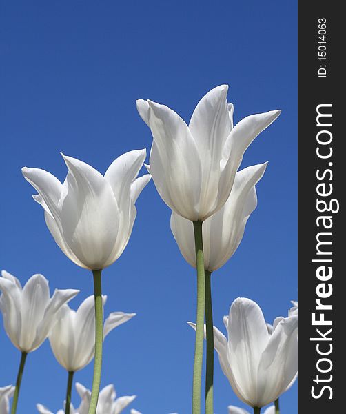 White tulips with a blue sky background