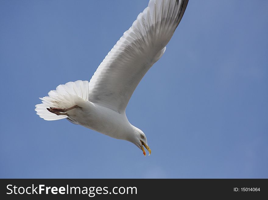 Flying gull against a clear blue sky