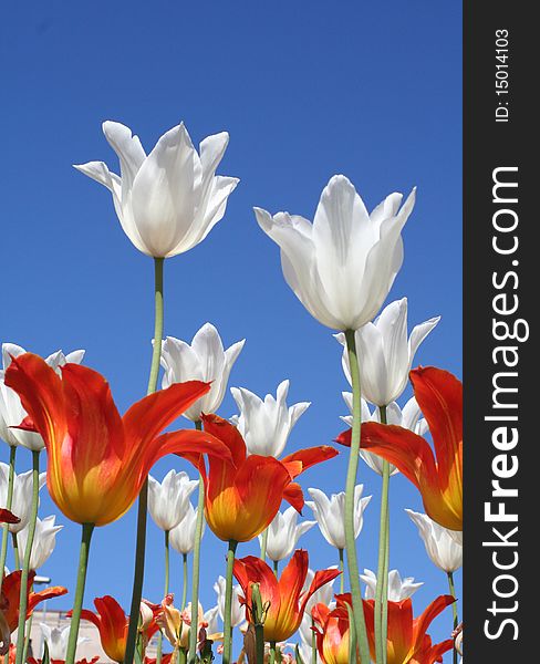 White and orange tulips with a blue sky background