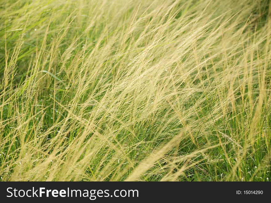 Green grass high along the wind stream moving