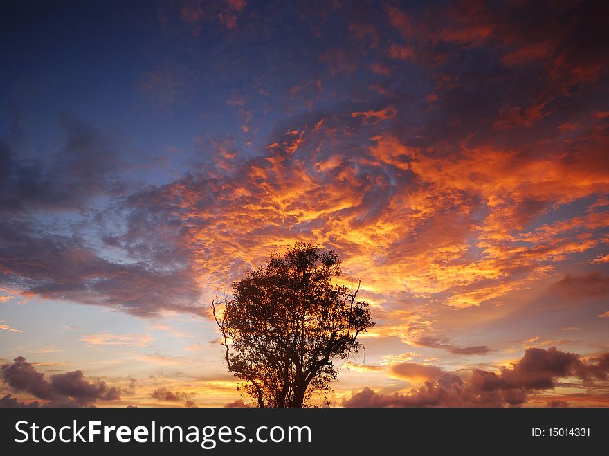 Silhouette of  trees with light in the evening