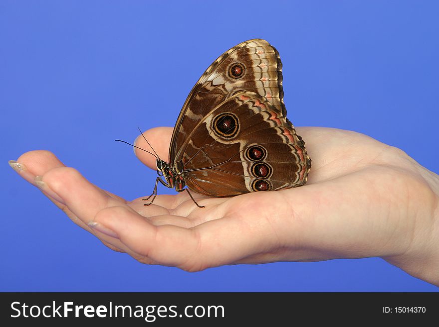 Butterfly sitting on palm, chroma key bluescreen