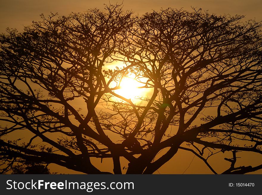 Silhouette branches of trees light gold
