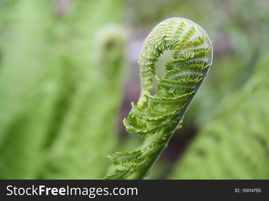 Beautiful Leaf Of The Fern