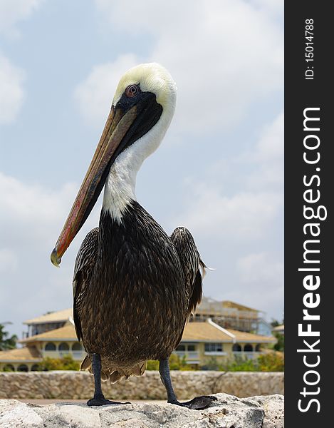 A profile shot of a brown pelican