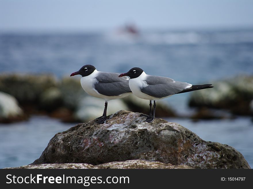 Two seagulls on a rock