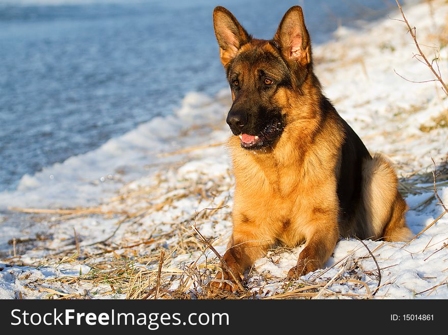 German Shepherd by the lake in th whinter