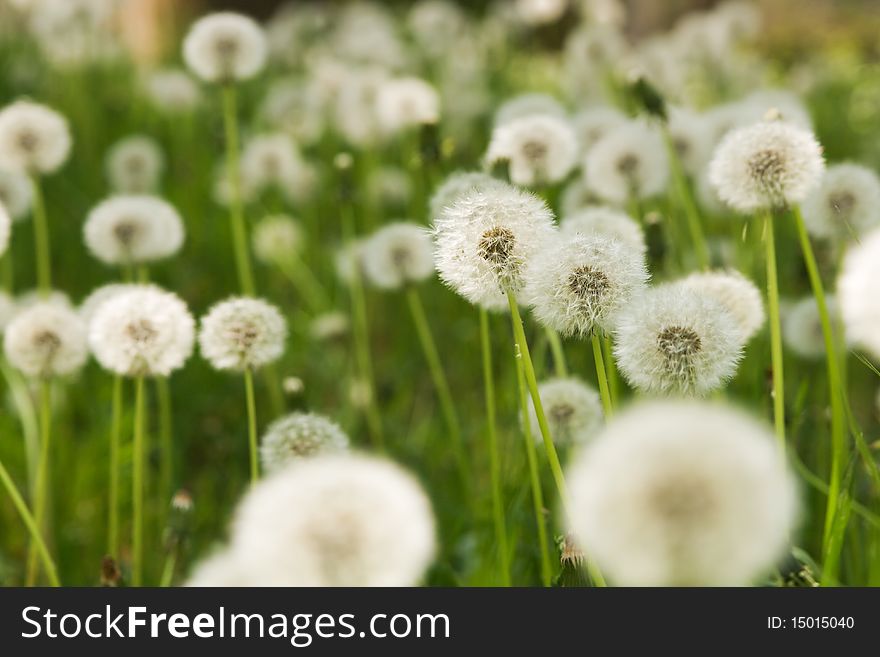 Dandelion on green grass background, macro photo
