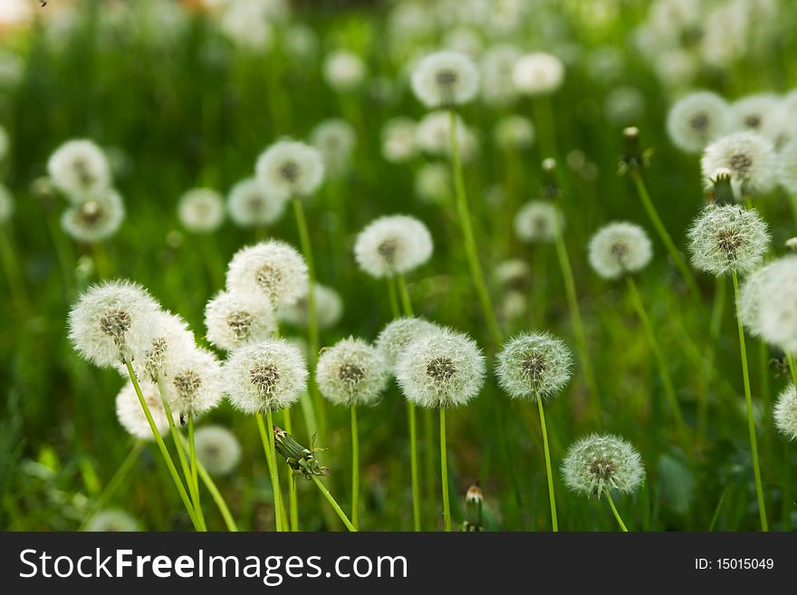 Dandelion on green grass background