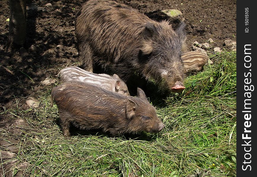 Wild Pig With Pigs