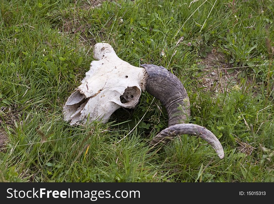 Animal ram bone skull on grass with one horn