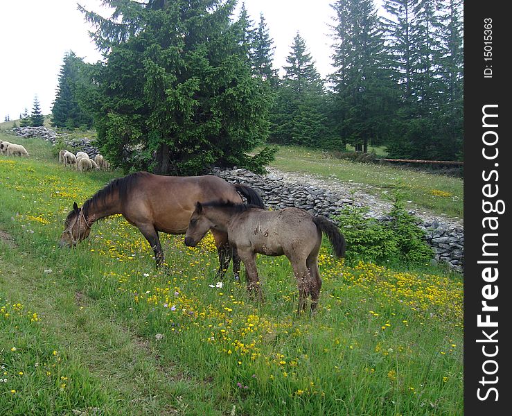 Detail of two horses in Bosnian mountains