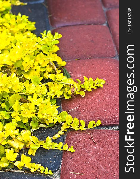 Plants for natural background,
fluffy wild plant grouped in sunny day