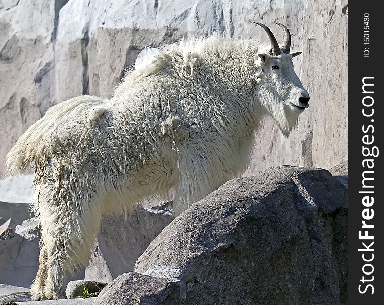 Rocky mountain goat. Latin name - Oreamnos americanus. Rocky mountain goat. Latin name - Oreamnos americanus.