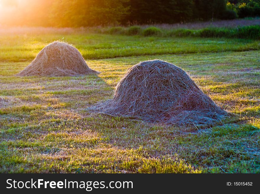 Plants for natural background,
fluffy wild plant grouped in sunny day