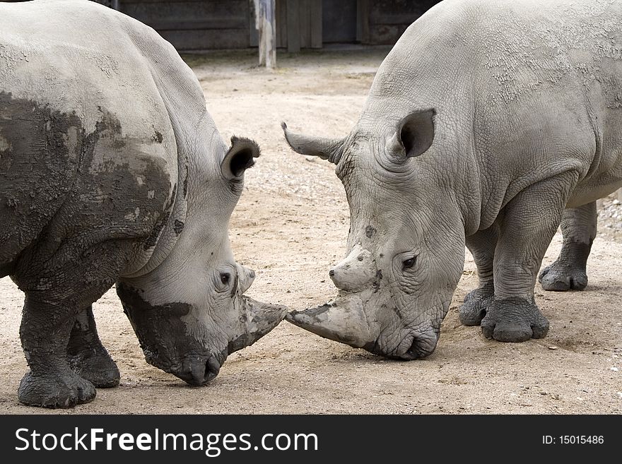 Two big myddy rhinoceros facing each other