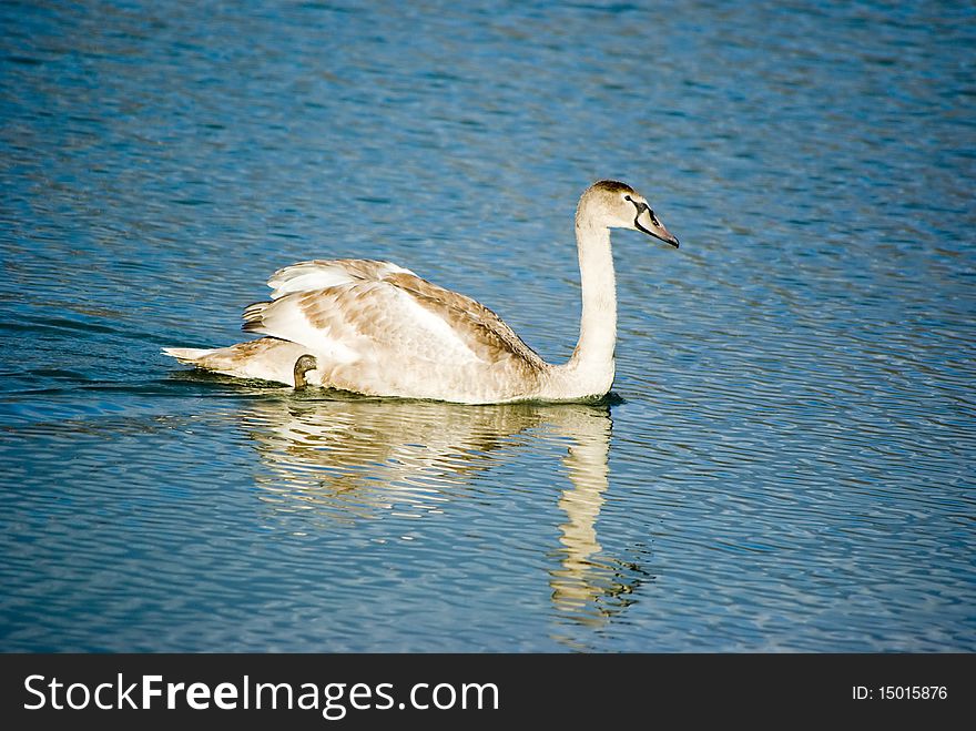 Young mute swan in wild (Cygnus olor). Young mute swan in wild (Cygnus olor)