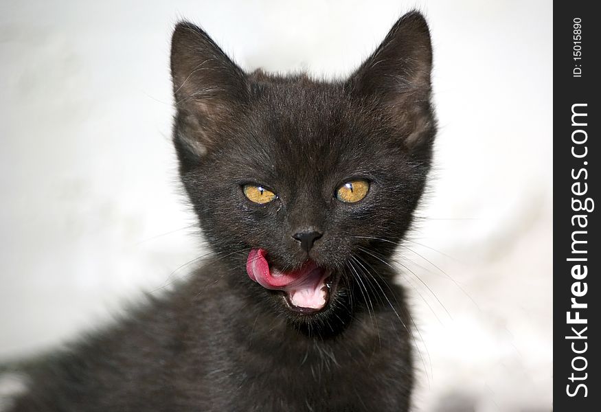 Little black 8-weeks-old half Maine Coon cat after meal. Little black 8-weeks-old half Maine Coon cat after meal
