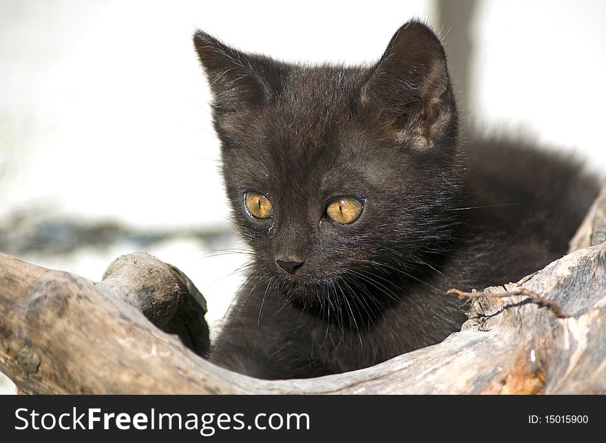 Little black cat looking something. Little black cat looking something