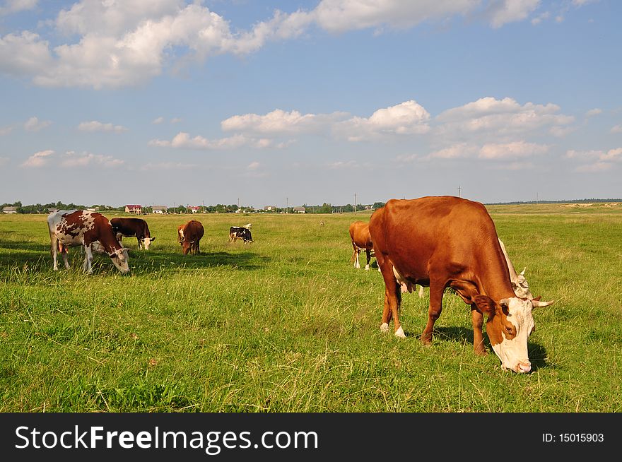 Cows on a summer meadow in a rural landscape under white clouds. Cows on a summer meadow in a rural landscape under white clouds.