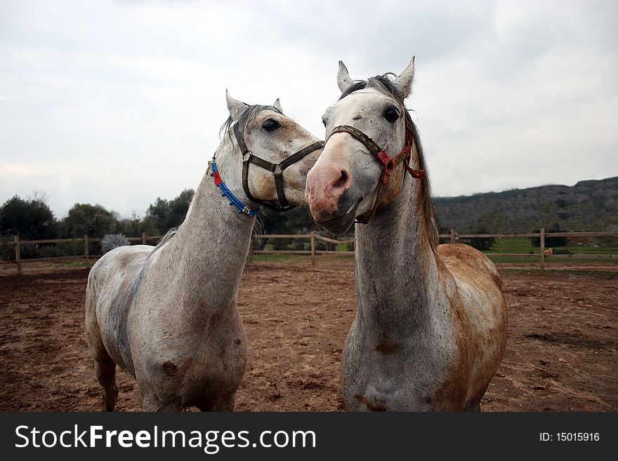 Two horses kiss in the farm